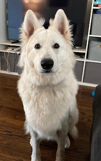 a white dog sitting on the floor in front of a tv