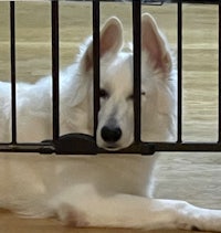 a white dog laying behind a metal gate