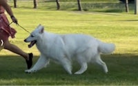 a woman is walking a white dog on a leash