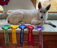 a white shepherd dog with ribbons sitting on a window sill