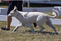 a white dog walking on a grassy field