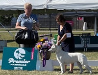 a woman is standing next to a white dog at a dog show