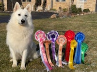 a white dog with ribbons sitting in front of a house