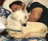 a man laying on a bed with a dog