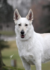 a white dog is standing in a park