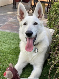 a white shepherd dog laying on the grass