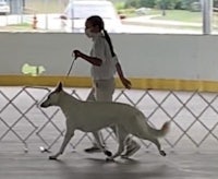 a woman is walking a white dog in an arena