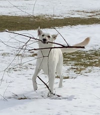 a white dog playing with a branch in the snow