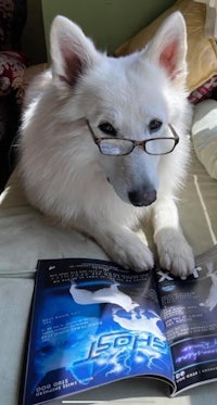 a white dog with glasses reading a magazine