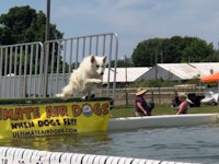 a white dog jumping into a pool