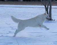 a white dog running in the snow