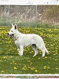 a white dog standing in a field with dandelions