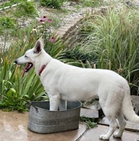 a white shepherd dog standing in a bucket of water