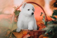 a white puppy sitting in a basket full of autumn leaves