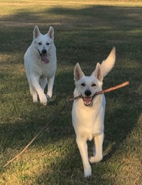 two white dogs running with a stick in the grass