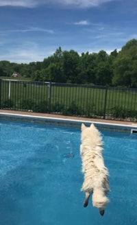 a white dog jumping into a pool