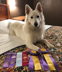 a white dog sitting on a bed with ribbons