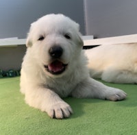 a white puppy laying on a green carpet