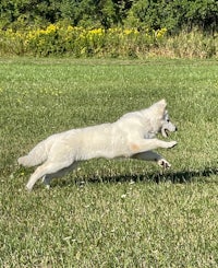 a white dog chasing a frisbee in a field