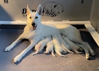 a white dog is laying on a bed with a litter of puppies