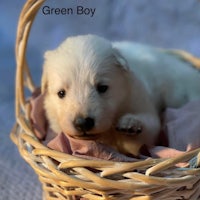 a white puppy in a basket with the text green boy