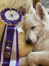 a white dog laying on a pillow with a purple ribbon