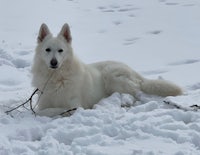 a white dog laying in the snow