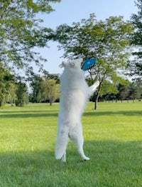 a white dog catching a frisbee in a park