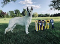 a white dog standing next to ribbons in a grassy field