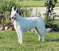 a white german shepherd standing in the grass