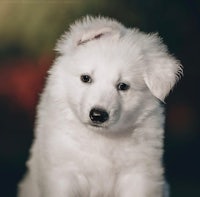 a white puppy is sitting in front of a dark background