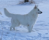 two white dogs standing in the snow