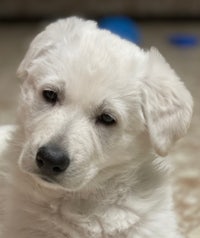 a white puppy is laying on the floor