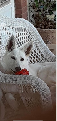 a white dog is laying in a wicker chair