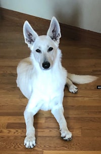 a white dog laying on the floor in a room