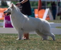 a white dog standing next to a woman at a show