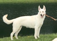 a white dog with a stick in its mouth