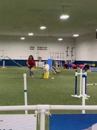 a dog is playing in a fenced in area