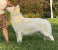 a woman is petting a white dog in the grass