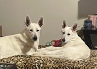 two white dogs laying on a leopard print bed