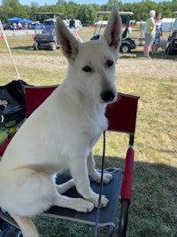 a white dog sitting on a chair