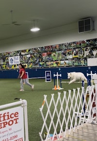 a dog is running around an obstacle course in an indoor arena