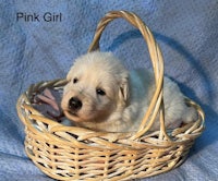 a white puppy is sitting in a wicker basket