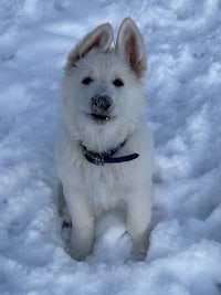 a white puppy sitting in the snow