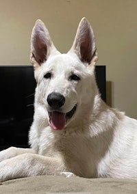 a white dog laying on top of a tv