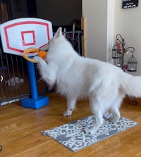 a white dog playing with a basketball hoop